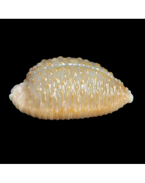 Nucleolaria Nucleus
