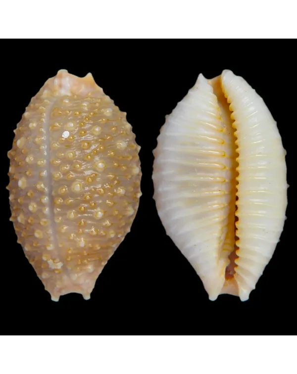 Nucleolaria Nucleus