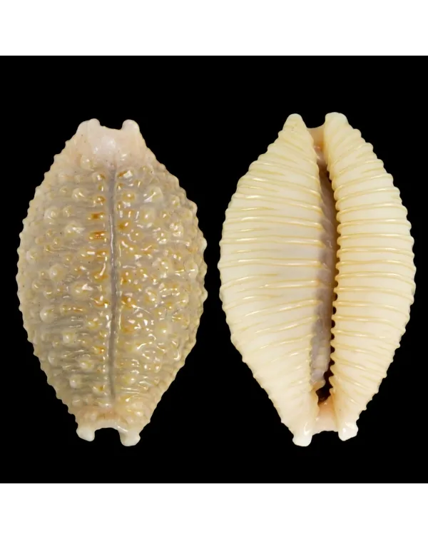 Nucleolaria Nucleus