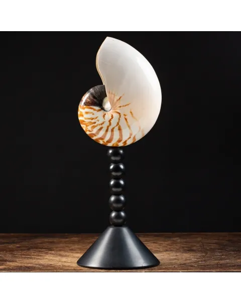 Nautilus Pompilius su Piedistallo