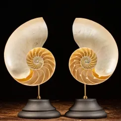 Nautilus e Design (54)