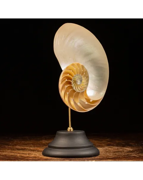 Nautilus Pompilius su Piedistallo