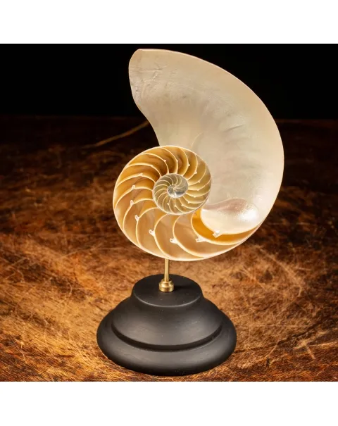 Nautilus Pompilius su Piedistallo