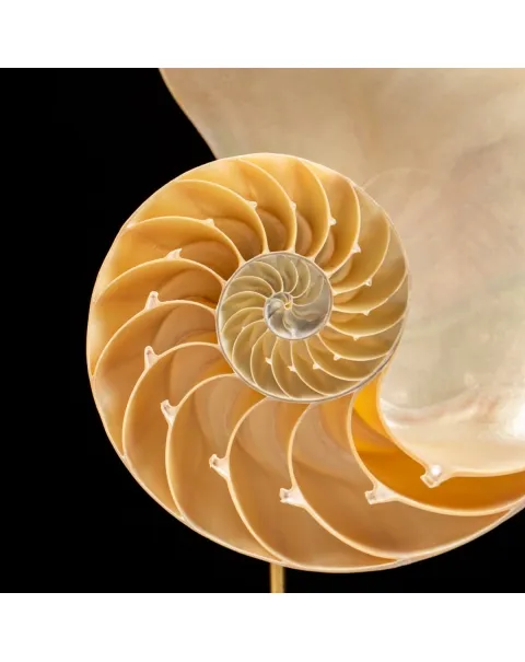 Nautilus Pompilius su Piedistallo