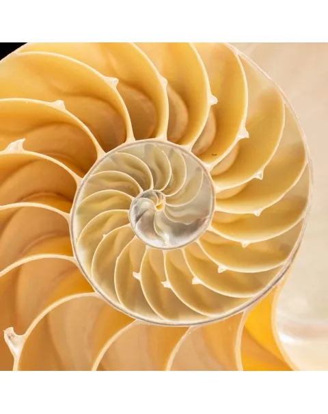 Nautilus Pompilius su Piedistallo