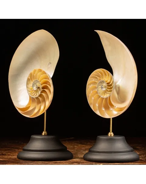 Nautilus Pompilius su Piedistallo