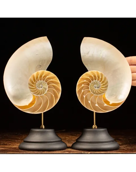 Nautilus Pompilius su Piedistallo