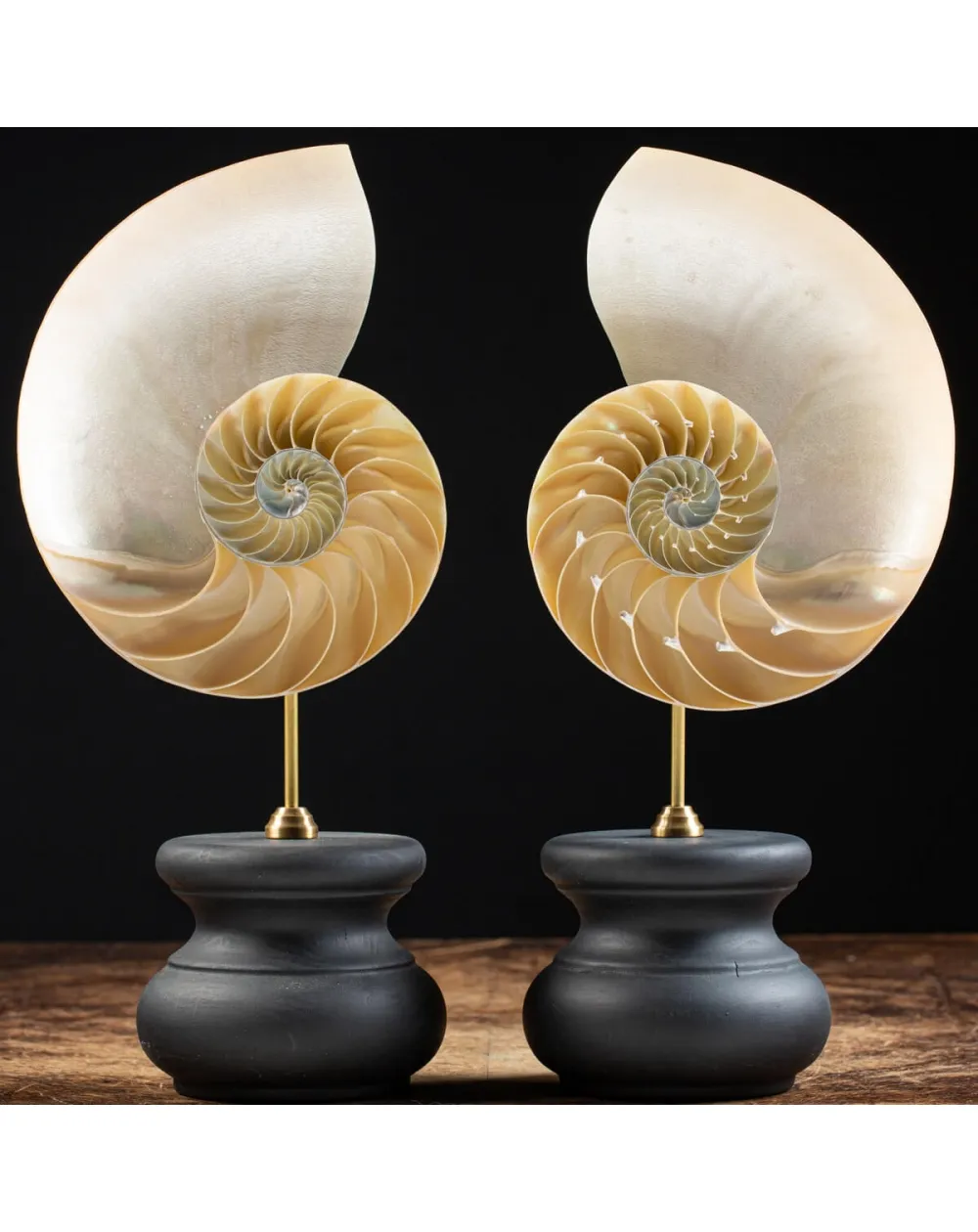 Nautilus Pompilius su Piedistallo
