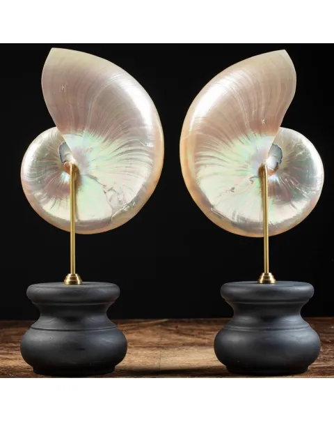 Nautilus Pompilius su Piedistallo