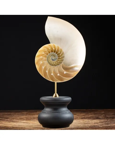 Nautilus Pompilius su Piedistallo