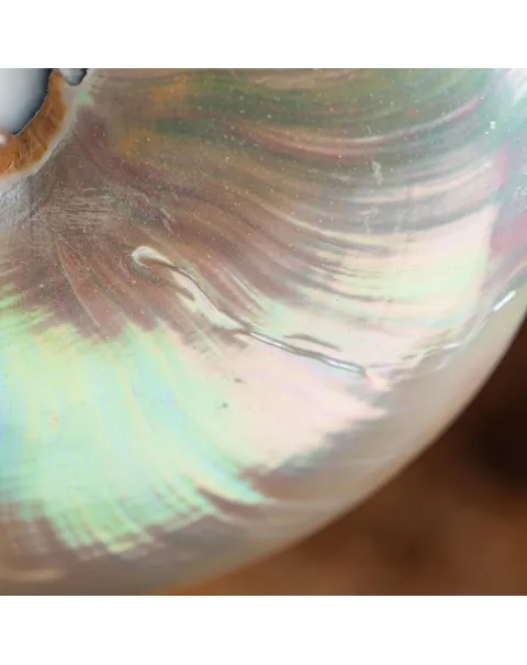 Nautilus Pompilius su Piedistallo