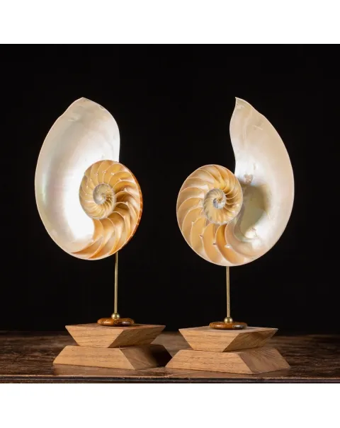 Nautilus Pompilius su Piedistallo