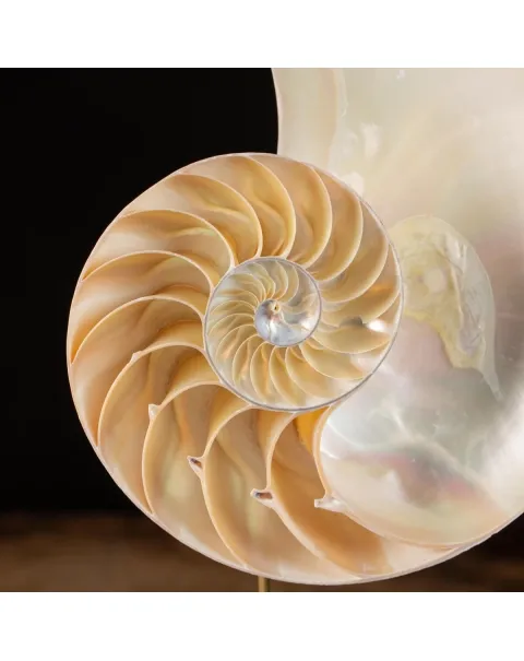Nautilus Pompilius su Piedistallo