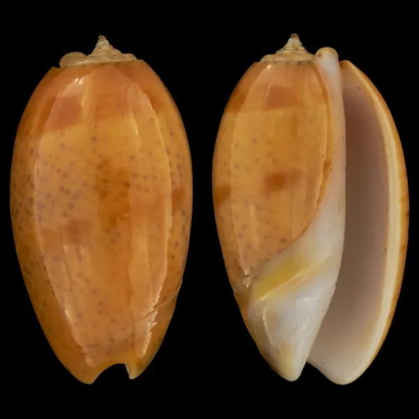 Oliva Bulbosa Aurata "Spotted"