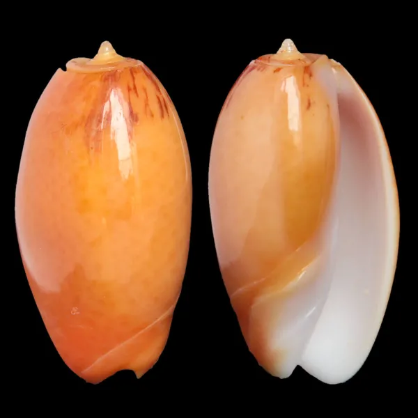 Oliva Bulbosa Aurata