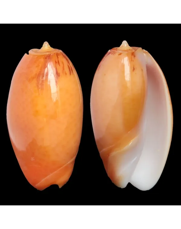 Oliva Bulbosa Aurata