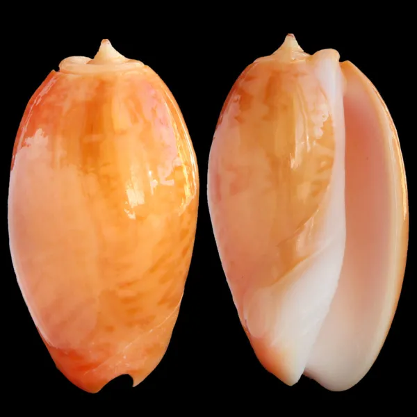 Oliva Bulbosa Aurata