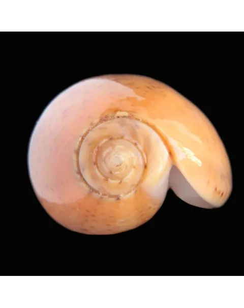 Oliva Bulbosa Aurata