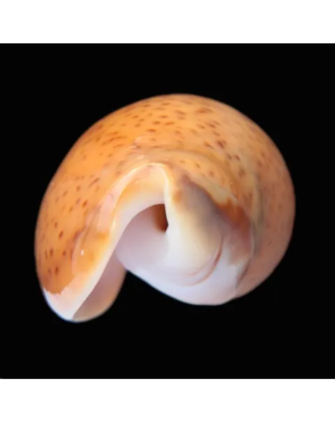 Oliva Bulbosa Aurata
