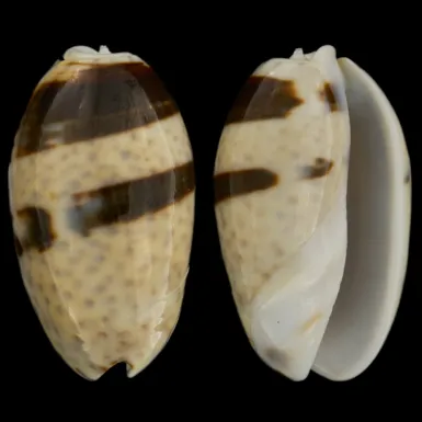 Oliva Bulbosa Bicingulata