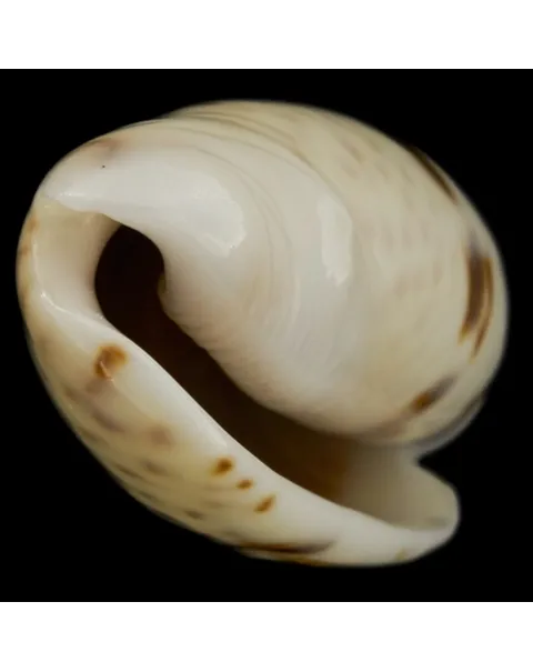 Oliva Bulbosa Bicingulata