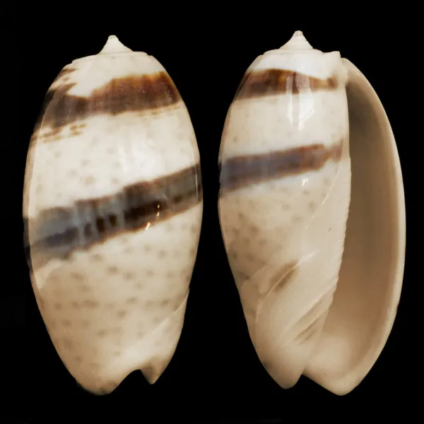 Oliva Bulbosa Bicingulata