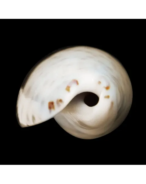 Oliva Bulbosa Bicingulata