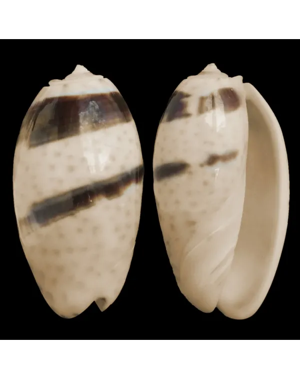Oliva Bulbosa Bicingulata