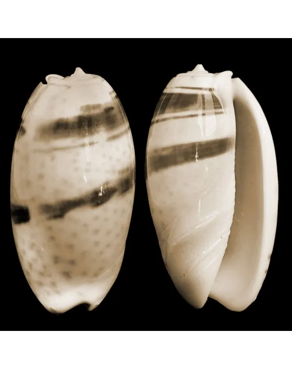 Oliva Bulbosa Bicingulata