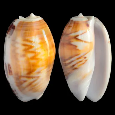 Oliva Bulbosa Fabagina