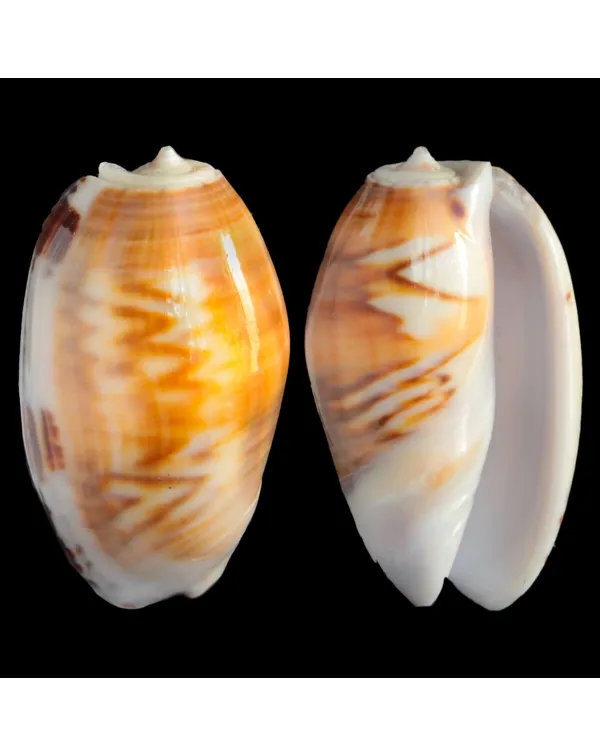 Oliva Bulbosa Fabagina