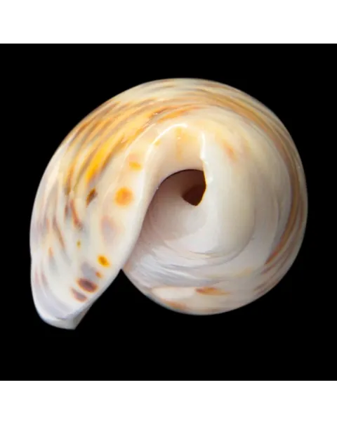 Oliva Bulbosa Fabagina