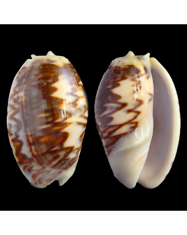 Oliva Bulbosa Fabagina
