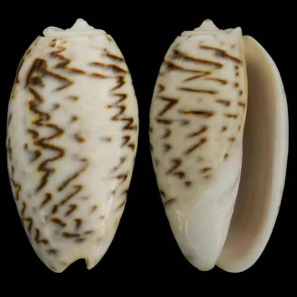 Oliva Bulbosa Lacertina