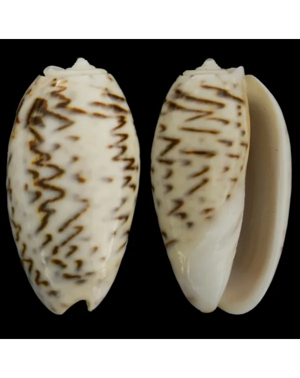 Oliva Bulbosa Lacertina