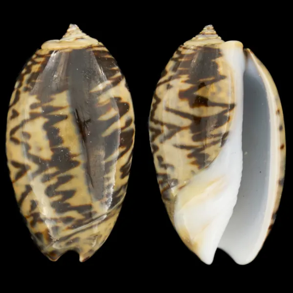 Oliva Bulbosa Lacertina
