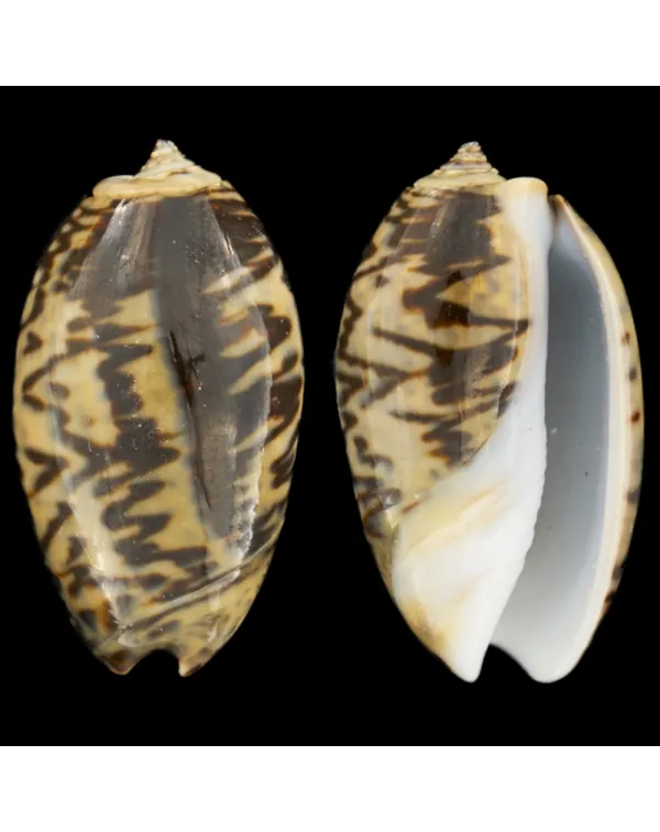 Oliva Bulbosa Lacertina