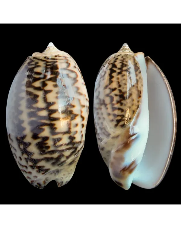 Oliva Bulbosa Lacertina