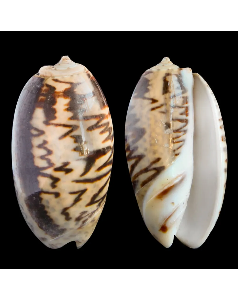 Oliva Bulbosa Lacertina