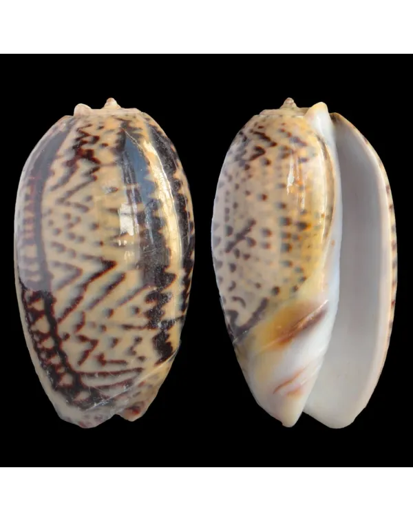 Oliva Bulbosa Lacertina