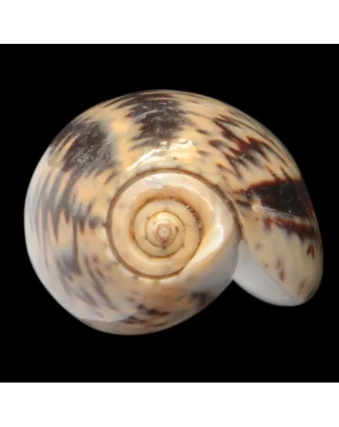 Oliva Bulbosa Lacertina