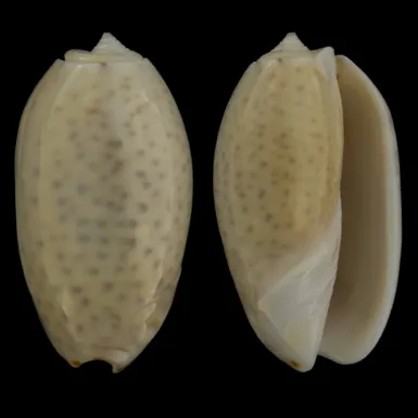 Oliva Bulbosa Tigrina