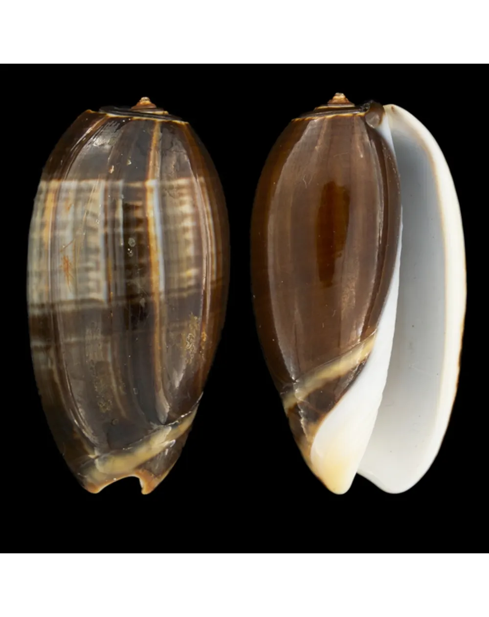 Oliva Bulbosa Tigrina Fallax
