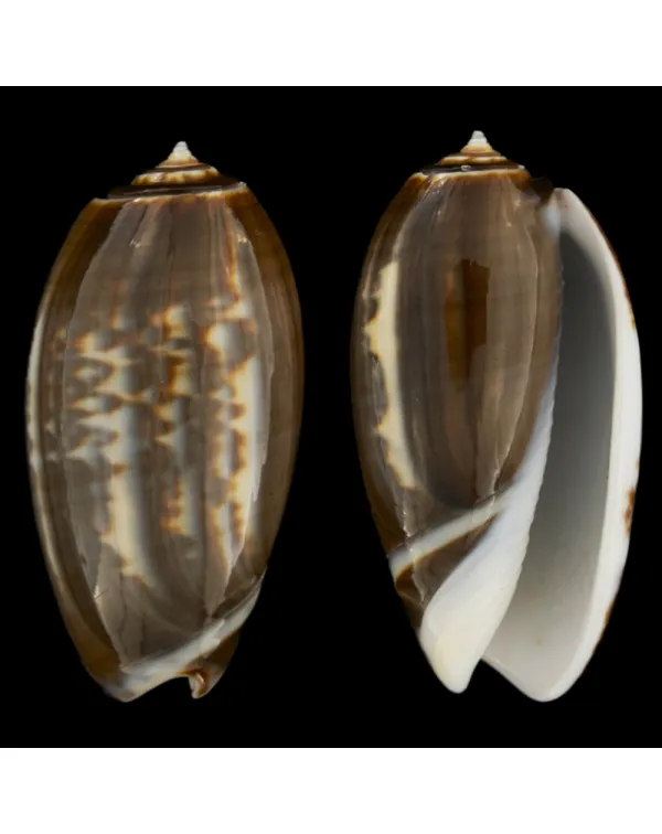 Oliva Bulbosa Tigrina Fallax