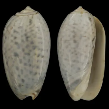 Oliva Bulbosa Tigrina