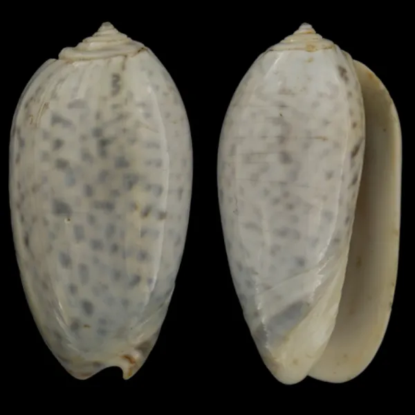 Oliva Bulbosa Tigrina