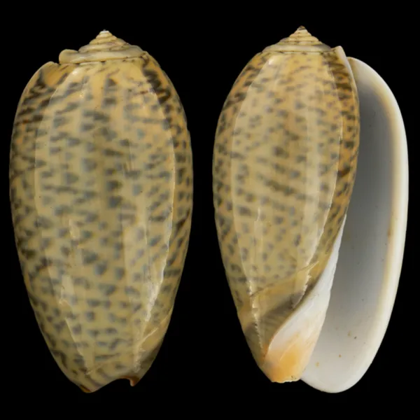 Oliva Bulbosa Tigrina