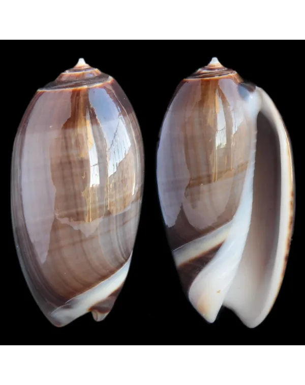 Oliva Bulbosa Tigrina Fallax