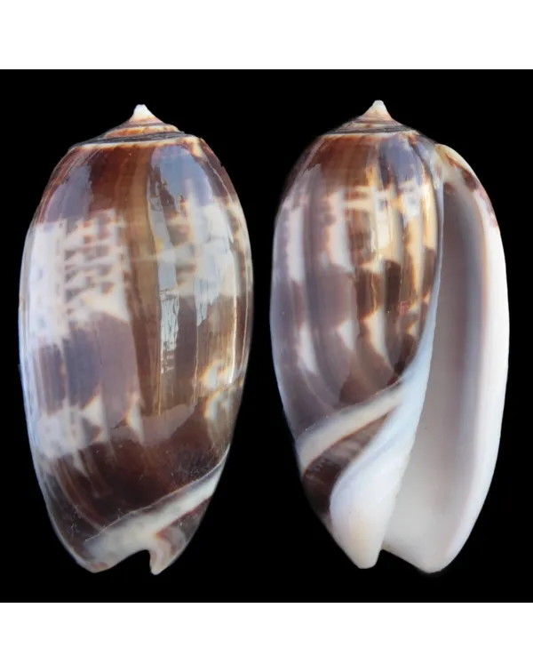 Oliva Bulbosa Tigrina Fallax
