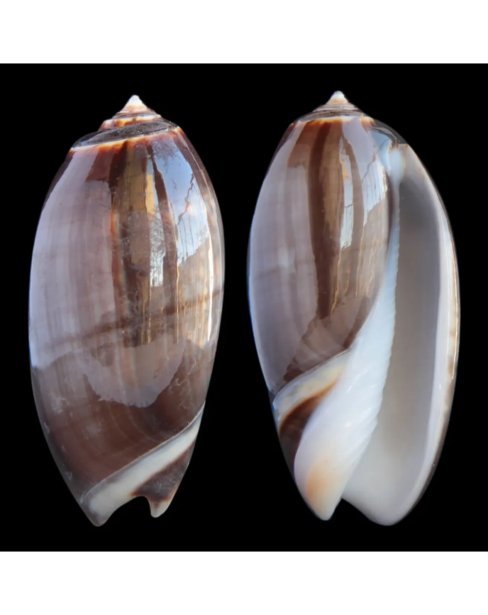 Oliva Bulbosa Tigrina Fallax